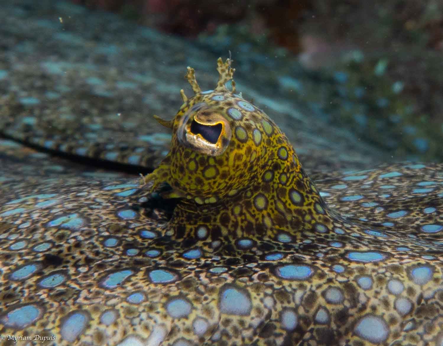 Turbot tropical capturé lors d'une plongée sous-marine