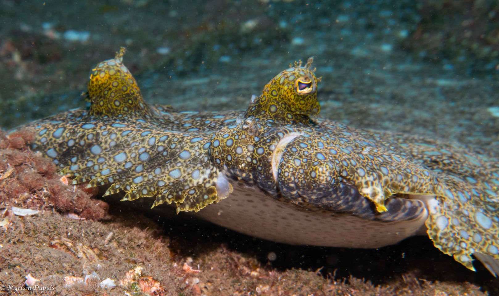 Turbot tropical observé lors d'une plongée sous-marine Turbot tropical observé lors d'une plongée sous-marine