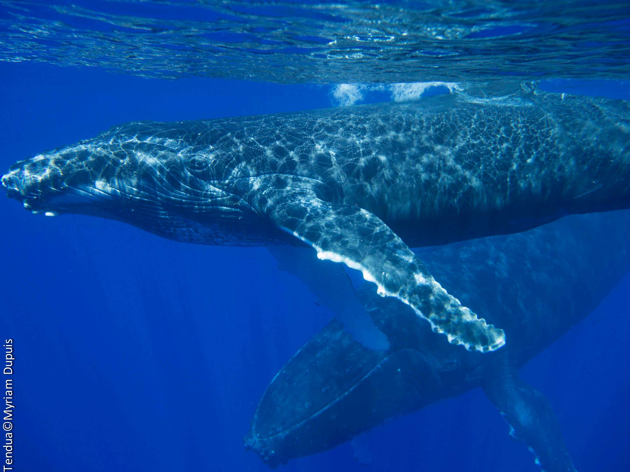 BALEINE A BOSSE lors d'une plongée sur La Réunion BALEINE A BOSSE lors d'une plongée sur La Réunion