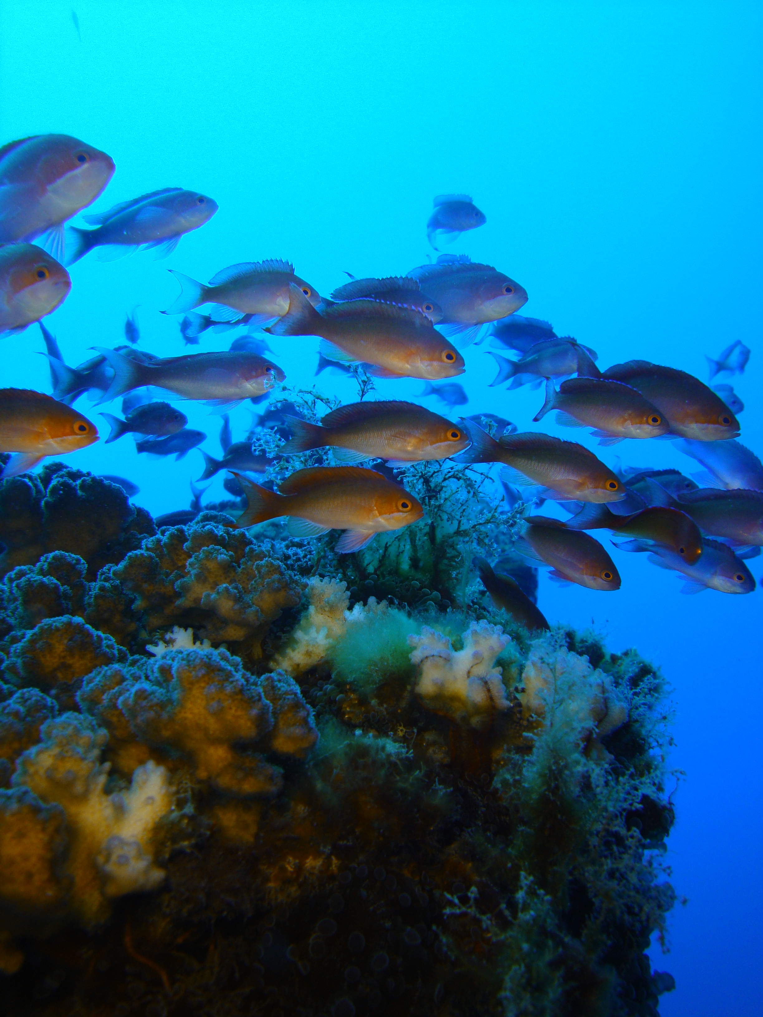 ANTHIAS pendant une plongée | La Réunion ANTHIAS pendant une plongée | La Réunion