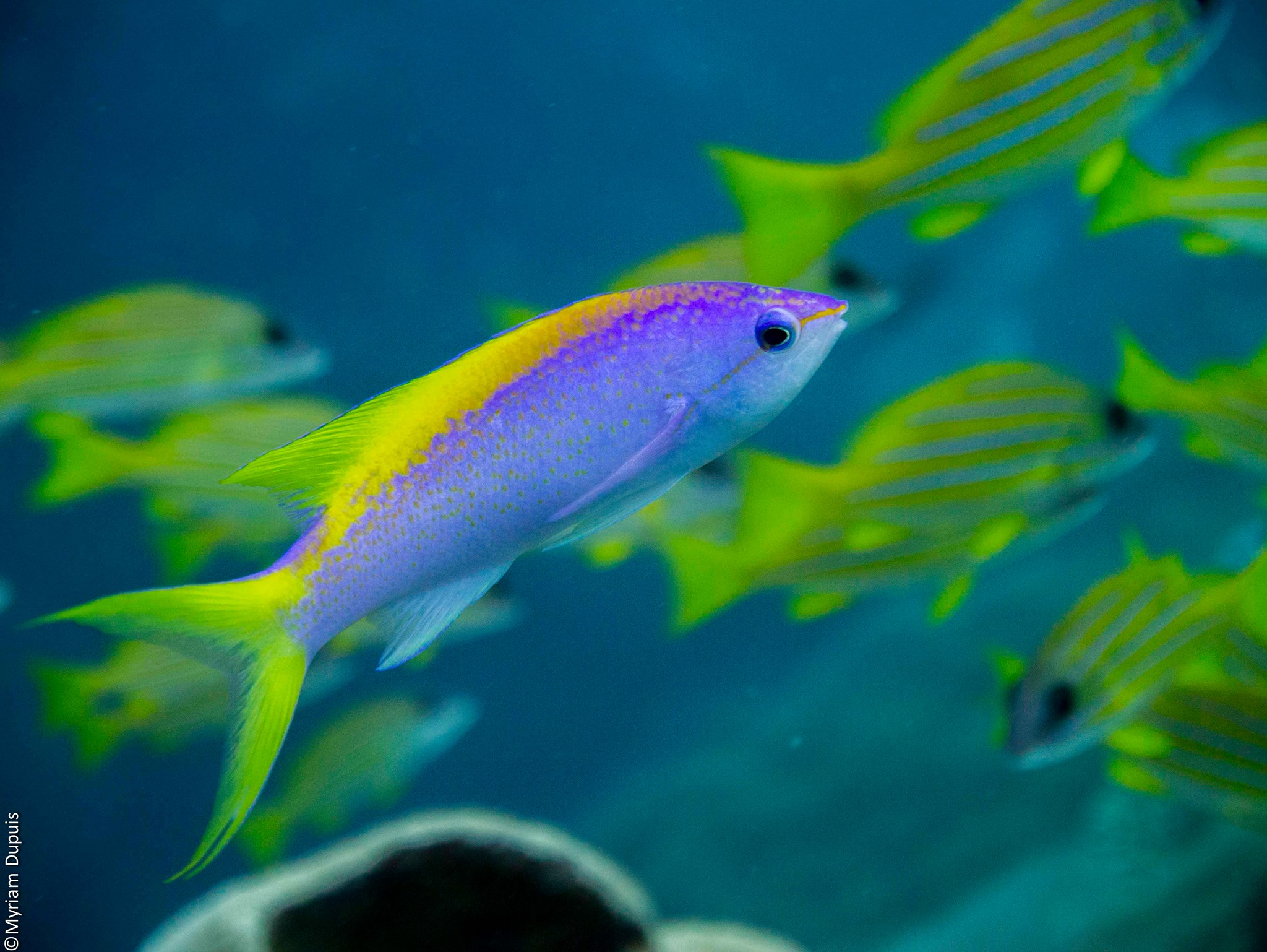 Pseudanthias evansi sur un beau site de plongée Pseudanthias evansi sur un beau site de plongée