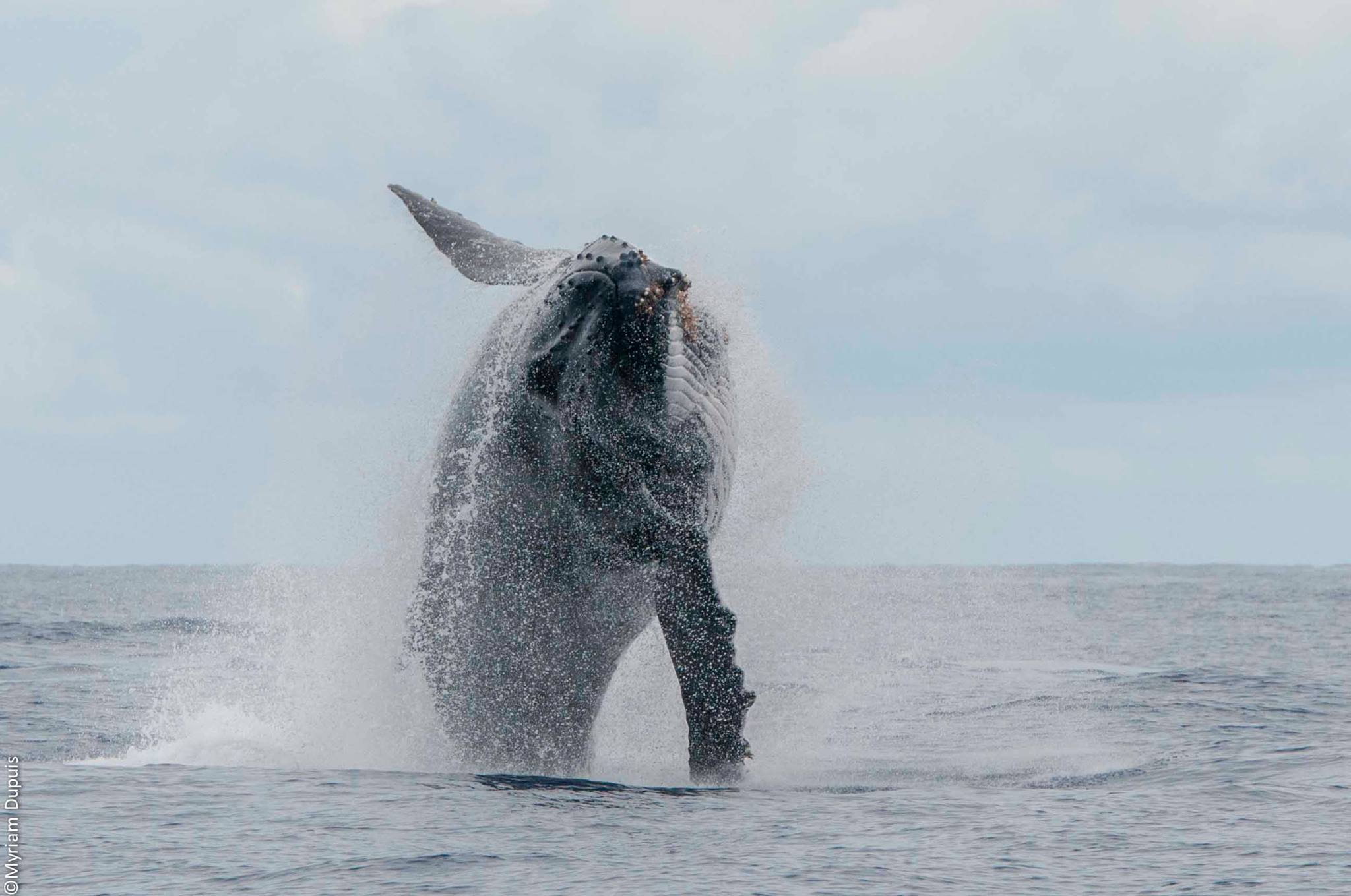 Megaptera novaeangliae | Lors d'une randonnée baleine à La Réunion Megaptera novaeangliae | Lors d'une randonnée baleine à La Réunion