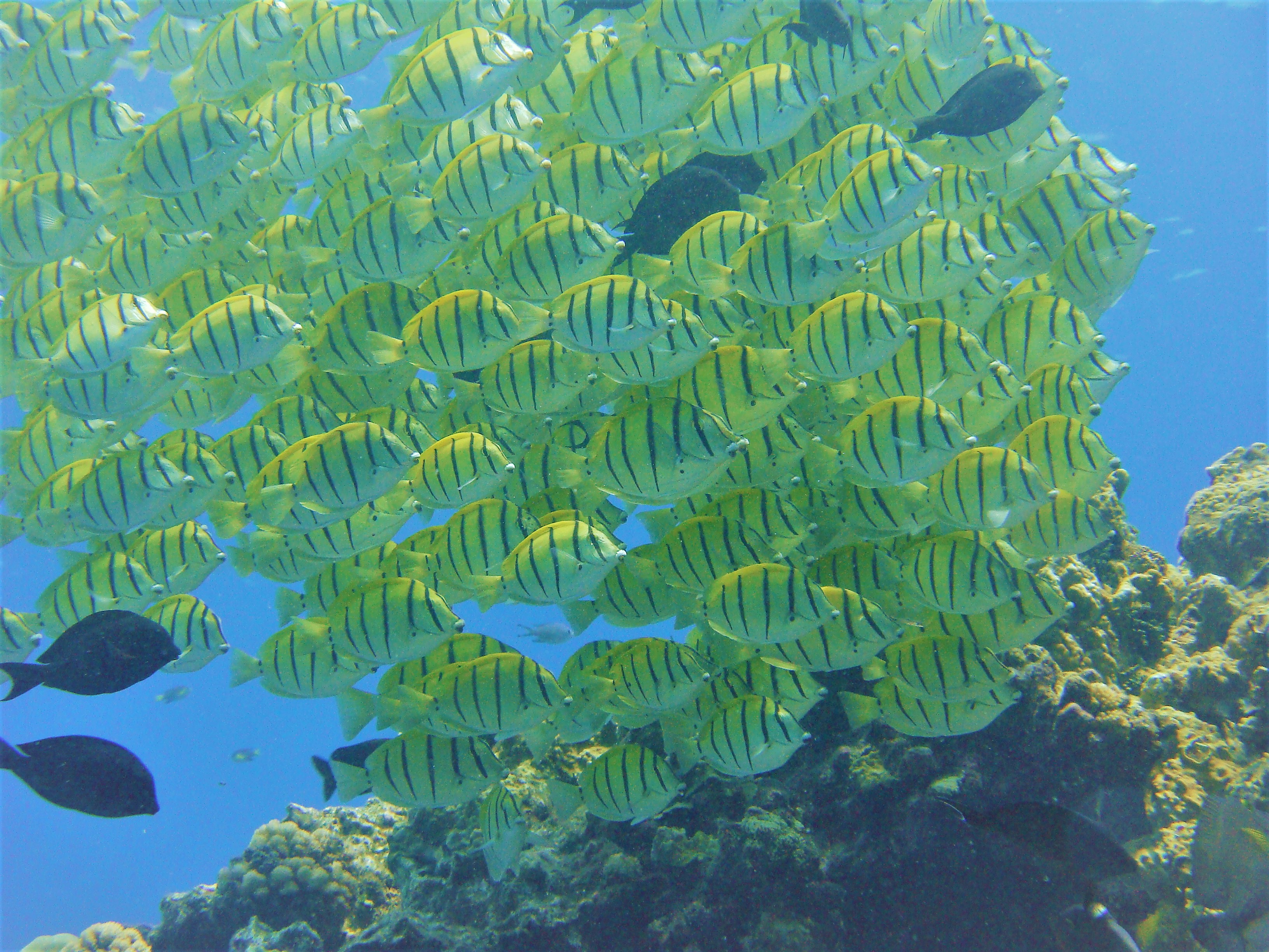 POISSON BAGNARD | Plongée Réunion POISSON BAGNARD | Plongée Réunion