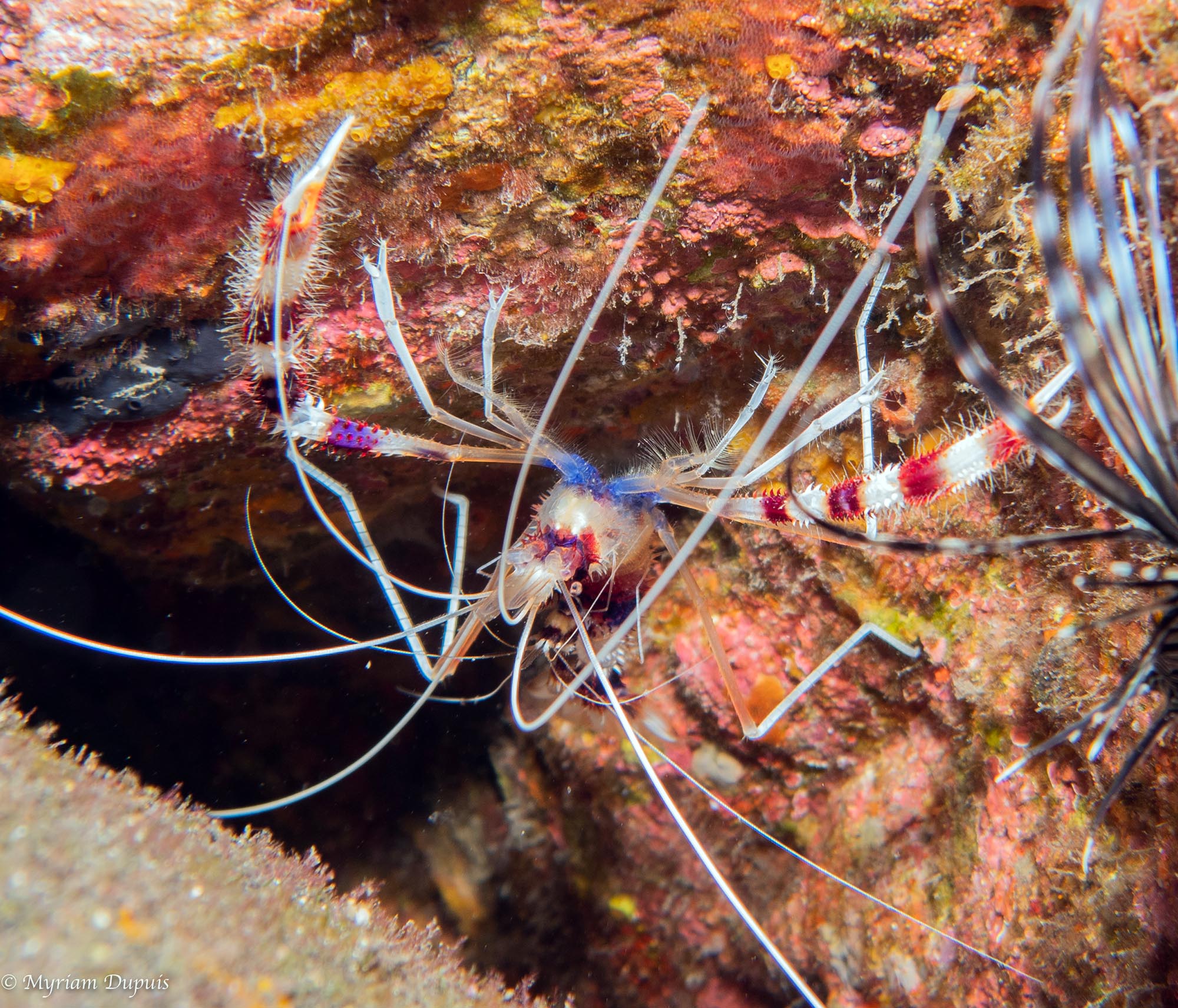 CREVETTE NETTOYEUSE photographiée sur un site de plongée à l'île de La Réunion CREVETTE NETTOYEUSE photographiée sur un site de plongée à l'île de La Réunion