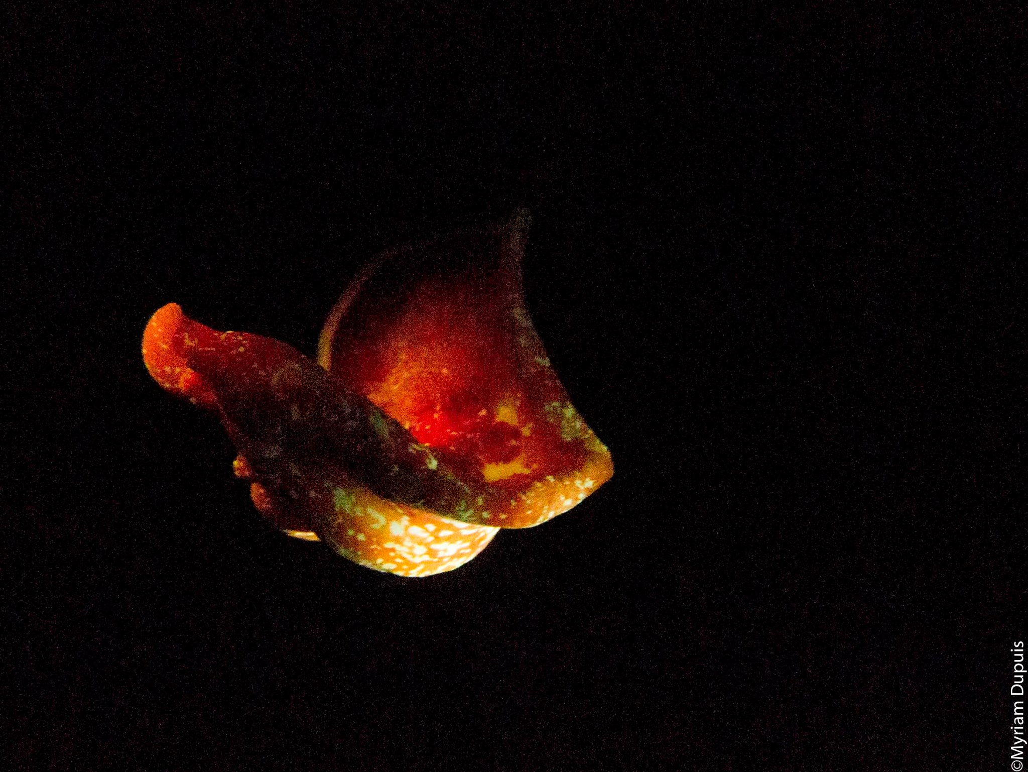 Hexabranchus sanguineus observé sur un site de plongée à l'île de La Réunion Hexabranchus sanguineus observé sur un site de plongée à l'île de La Réunion