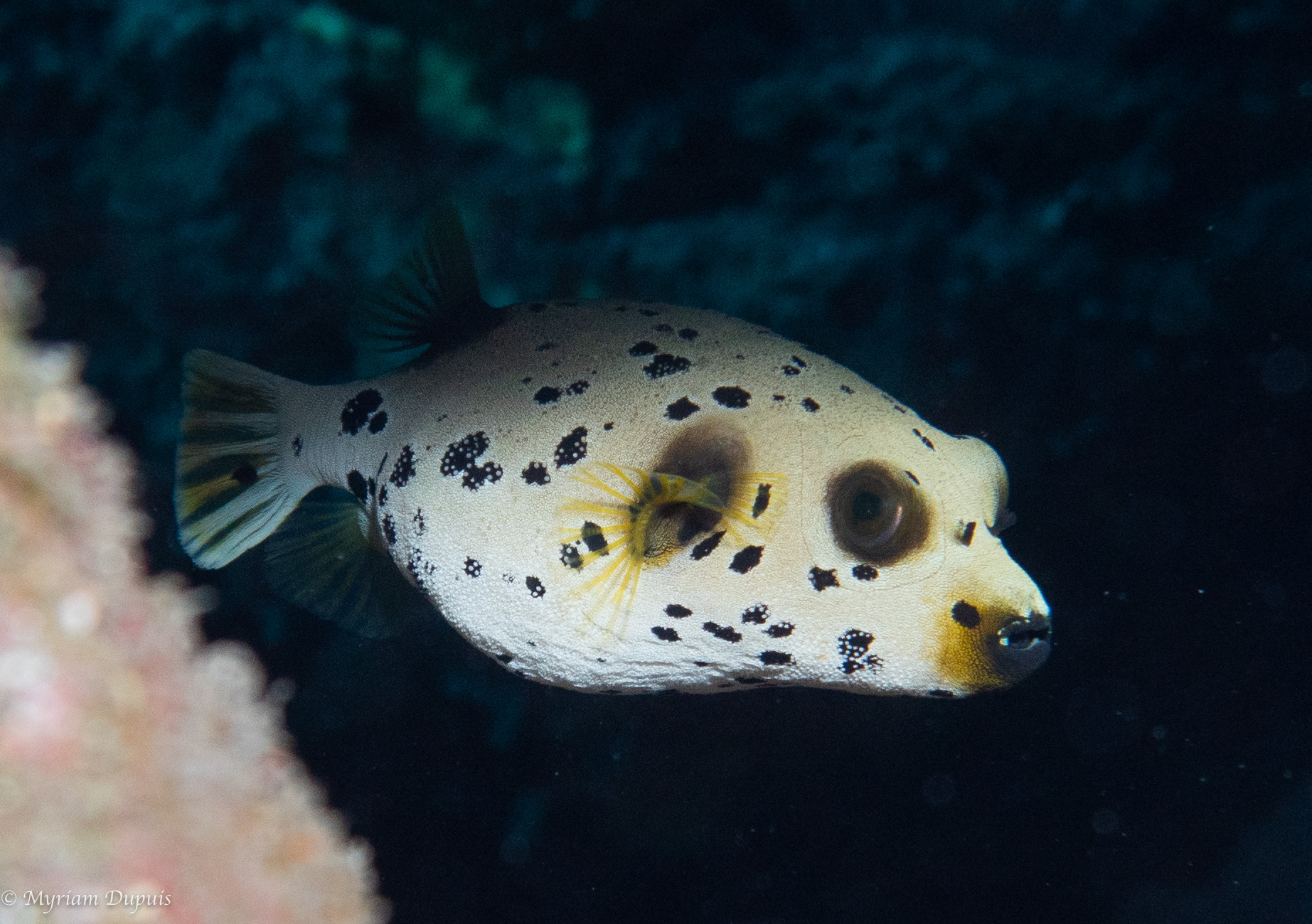 POISSON A TACHE NOIRE lors d'une séance de plongée POISSON A TACHE NOIRE lors d'une séance de plongée