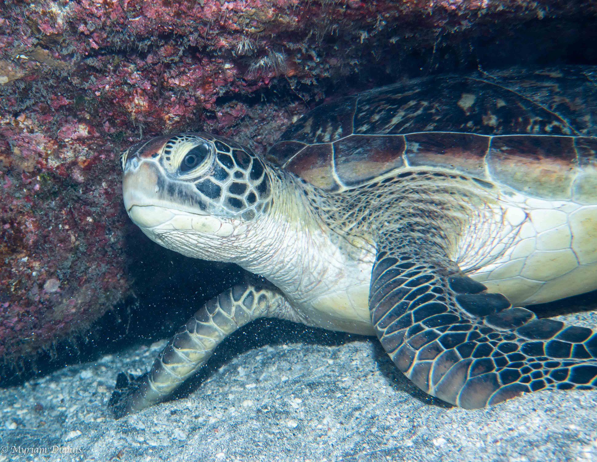 Tortue Verte lors d'une plongée à La Réunion Tortue Verte lors d'une plongée à La Réunion