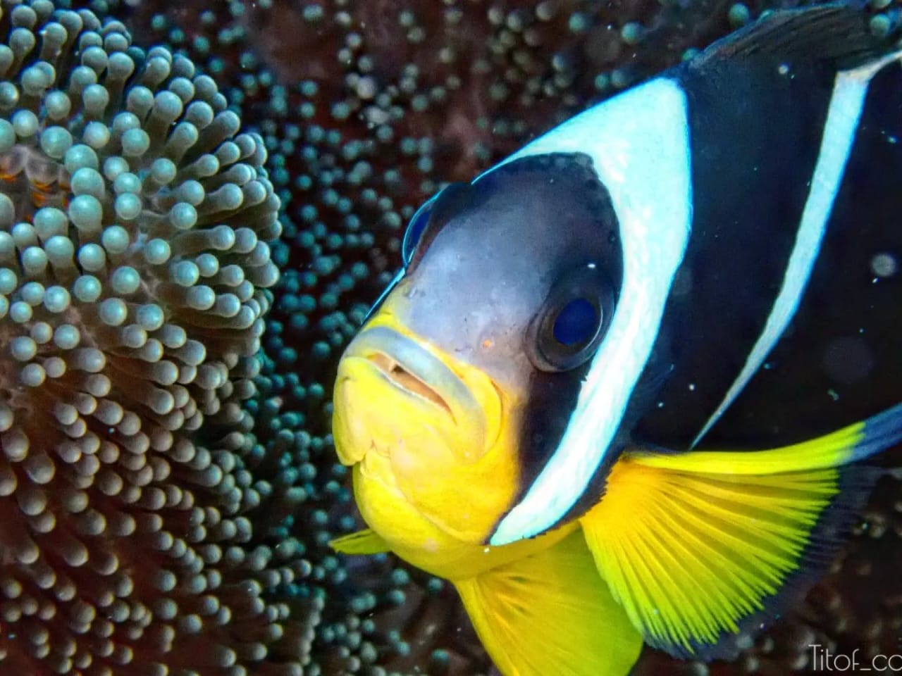 Poisson Clown lors d'une plongée | Tourisme à La Réunion